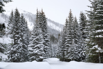 Forest in mountains, winter landscape