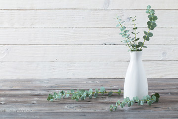 eucalyptus twigs in  vase on white background