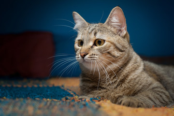 cat of gray color with black stripes lies on the rug of orange-blue