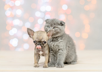 Fototapeta na wymiar Licking lips Chihuahua puppy with gray kitten on festive background