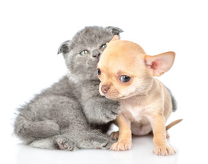 Playful baby kitten and tiny chihuahua puppy together. Isolated on white background