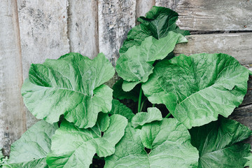 Leaves of a large burdock on a wooden background. Medicinal herbs.