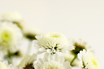 White flowers on a blurred background. Macro. Chrysanthemum flowers and background for text. Design flowers in spring and summer.