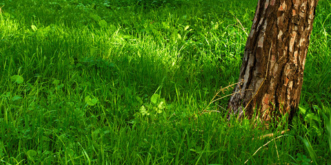 Panorama photo of a textured tree trunk and beautiful vibrant green grass, detail of. Sun light falling on grass. Tree  trunk tilted to the right side of photo.