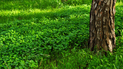 Panorama photo of a textured tree trunk and beautiful vibrant green clover and grass, detail of. Sun light falling on grass. Tree  trunk on the right side of photo.