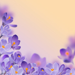 spring flowers violet crocus