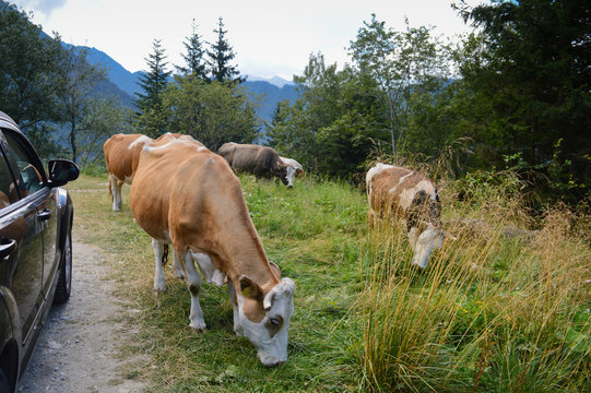 cows grazing along the road in a meadow next to a parked car in the background of a mountain landscape