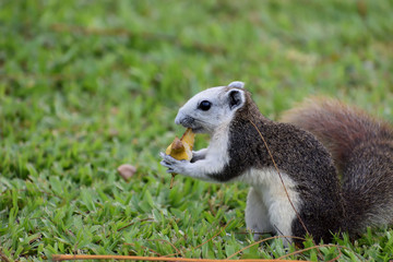 Animal in Garden summer