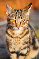 Cat with yelow eyes.