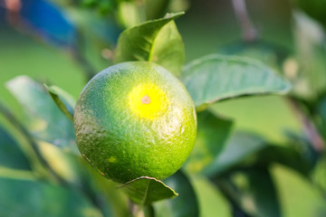 Green mandarines on the tree in garden