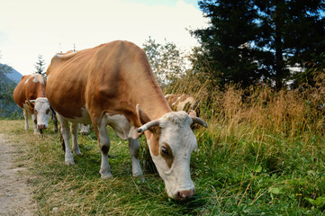 cows grazing on meadow along on a mountain road Transfagarasan in Romania