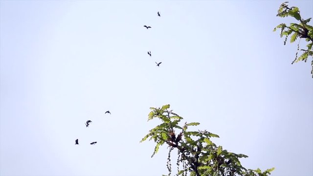 Langhornmotte (Adela reaumurella)