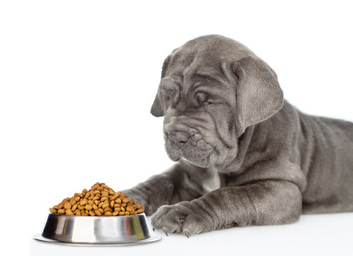 Neapolitana mastino puppy sniffing dry food for pet. isolated on white background