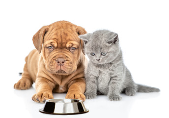 Hungry cat and dog with a bowl of dry food. isolated on white background