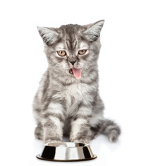Hungry cat licking their lips near empty bowl. isolated on white background