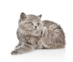 Little kitten scratching. isolated on white background