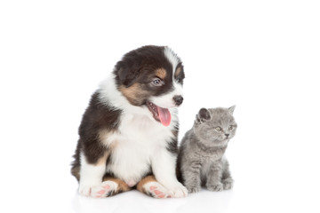 Australian shepherd puppy and kitten sitting together.  isolated on white background