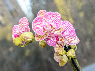 Pink striped orchid branch phal flowers, green buds, window background