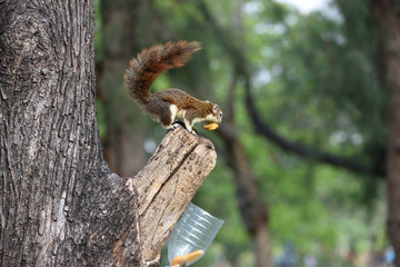 Animal in Garden summer