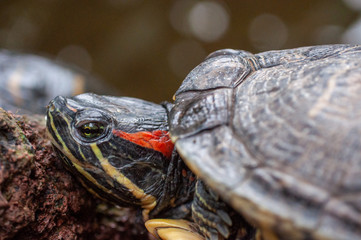 tortoise, turtle on stone portrait