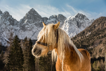 Fototapeta premium Horse in the mountains in winter. Triglav in Julian Alps in winter in the backround.