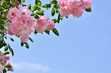 Pink roses
