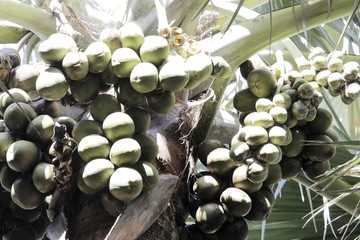 Nuts of a Palmyra palm (Borassus aethiopum)