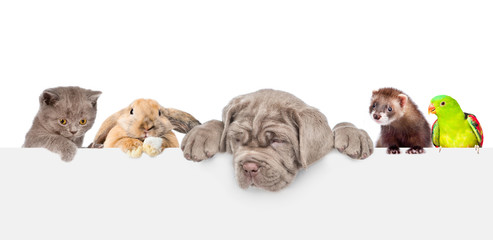 Group of pets  over empty white banner. isolated on white background. Empty space for text