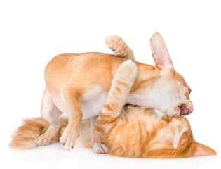 Dogs and cats fight. isolated on white background