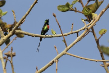  Beautiful sunbird (Cinnyris pulchella)