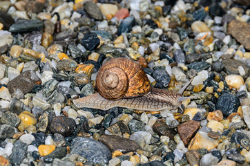 Snail with brown shell on the ground, open antenas, rocks background close up