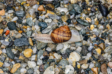 Snail with brown shell on the ground, open antenas, rocks background close up