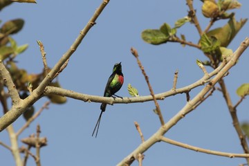  Beautiful sunbird (Cinnyris pulchella)
