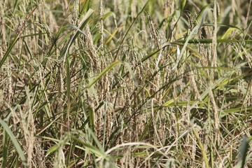 Spikes of rice in field