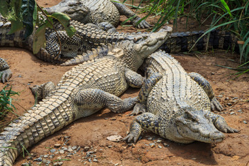 group of crocodile on the river bank