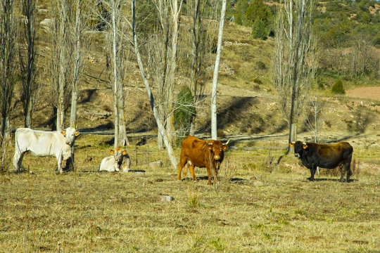Rural, Espa&ntilde;a, vacas, pastando, ganado, campo, lechera, leche, carne, animal, pasto, bosque, torro, Aragon, primavera.