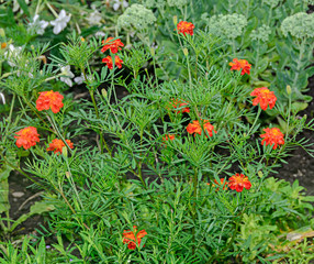 Orange Chrysanthemums flowers, mums or chrysanths, close up
