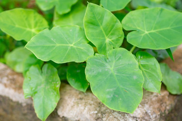Close-up of green leaves in the garden.