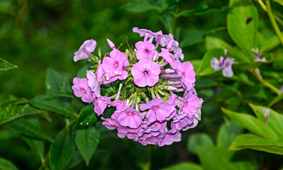 Arabis or rockcress pink flowers, green bush, close up