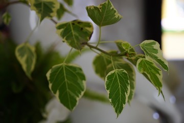 green leaves of a tree