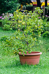 Lemon tree with fruits in a brown flower pot