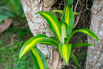 Young leaf growth of Dracaena fragrans in the garden. Cape of Good Hope.