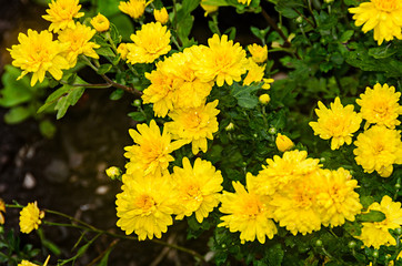 Yellow Chrysanthemums bush flowers, mums or chrysanths, close up