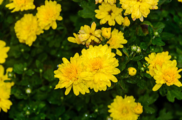 Yellow Chrysanthemums bush flowers, mums or chrysanths, close up