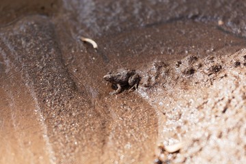 Brown frog (perhabs Phrynobatrachus natalensis) in Ethiopia.