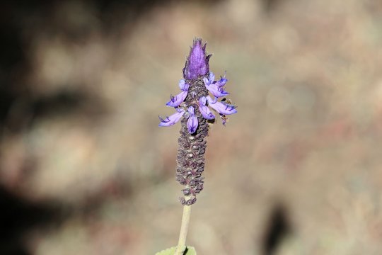 Flowers Of A Coleus Canina Plant (Plectranthus Caninus)