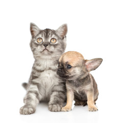 Chihuahua puppy sitting with tabby kitten. Isolated on white background