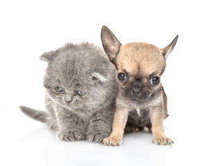 Newborn kitten and chihuahua puppy sitting together. Isolated on white background