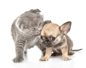 Playful baby kitten with tiny chihuahua puppy. Isolated on white background