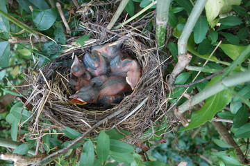 Obraz premium Amselküken im Nest